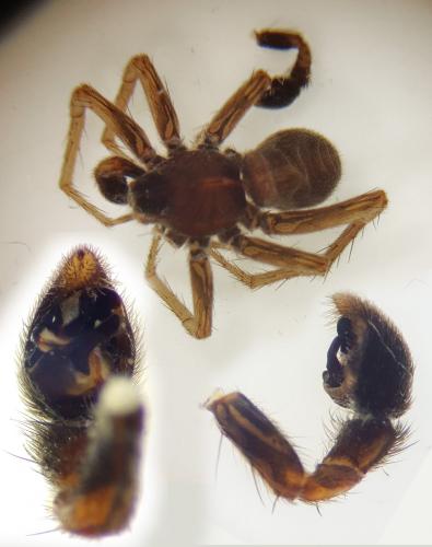 Pardosa agricola