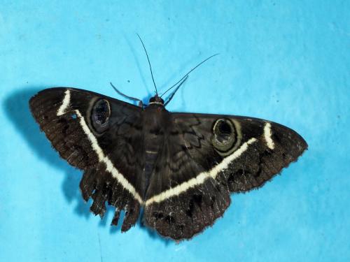 Cyligramma magus