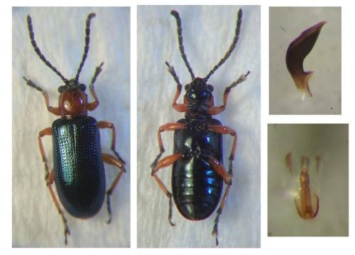 Oulema melanopus