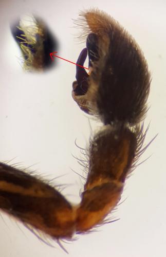 Pardosa agricola