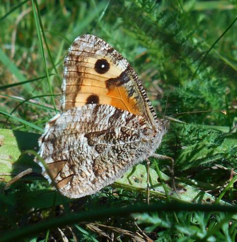 Réf. 248 042 : Hipparchia semele