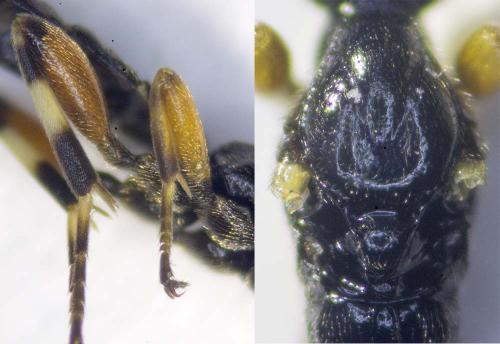 Schizopyga frigida