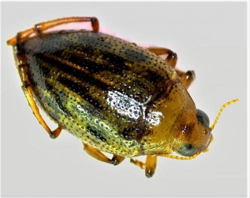 Réf. 248 656 : Haliplus fulvus