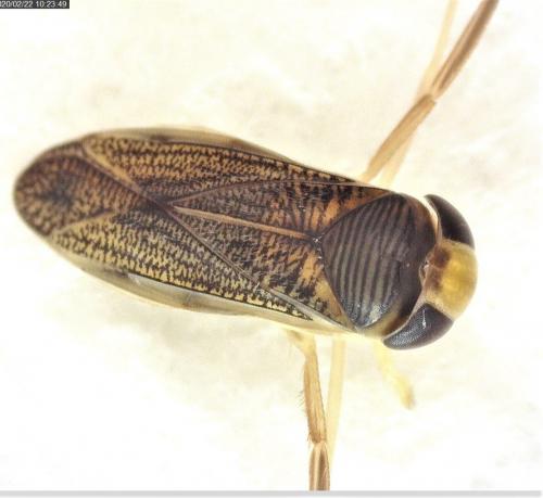 Réf. 248 706 : Sigara sp.