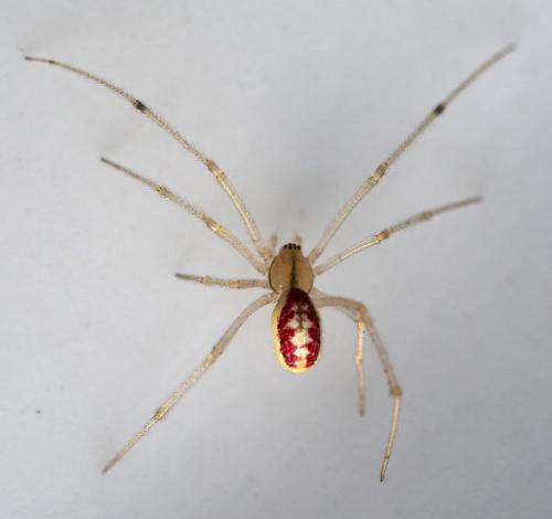 Réf. 248 011 : Enoplognatha (latimana-ovata)