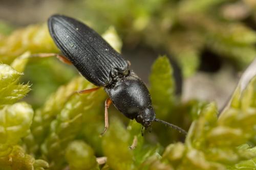 Cardiophorus sp.