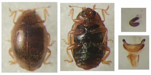 Réf. 248 506 : Rhyzobius litura