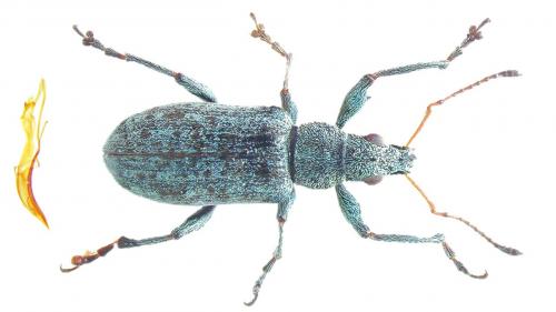 Réf. 248 457 : Polydrusus cervinus