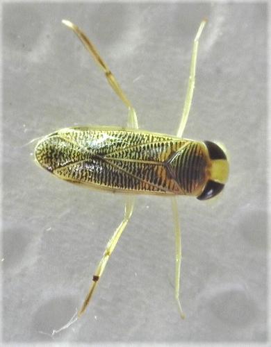 Sigara sp.