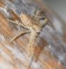 Philodromus sp.