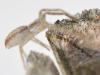 Philodromus sp.