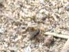 248121 – Photo : GaDi – France (12)