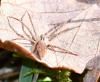 Pisaura mirabilis