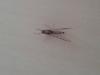 Cloeon dipterum