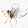 Mangora acalypha