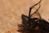 248616 – Photo : Daniel INGREMEAU – France (36)