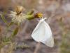 248549 – Photo : Martine PETIT-CASSET – Namibie