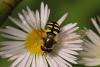 248451 – Photo : Michel Ehrhardt – France (68)