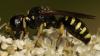 248550 – Photo : Christine DEVILLERS – Belgique