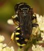 248554 – Photo : Christine DEVILLERS – Belgique