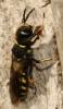 248561 – Photo : Christine DEVILLERS – Belgique