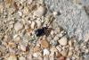 248897 – Photo : AVEN du Grand-Voyeux – France (77)