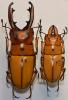 248968 – Photo : Christian Berquer – Philippines