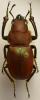 248800 – Photo : Christian Berquer – Malaisie