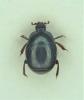 Hypocaccus curtus