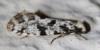 248146 – Photo : Olivier DUVAL – France (53)