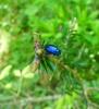 248773 – Photo : Charles Mure – France (31)