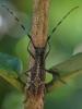 248255 – Photo : Claude Chavand – Philippines