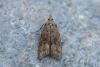 248307 – Photo : Johan Verstraeten – Espagne