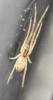 Tetragnatha sp.