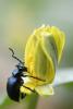 248498 – Photo : Thierry Wattez – France (79)