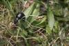 248594 – Photo : Oedipoda – France (76)