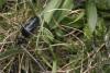 248595 – Photo : Oedipoda – France (76)