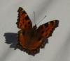 248716 – Photo : Denis Poirier – France (74)