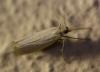 248041 – Photo : Olivier DUVAL – France (53)