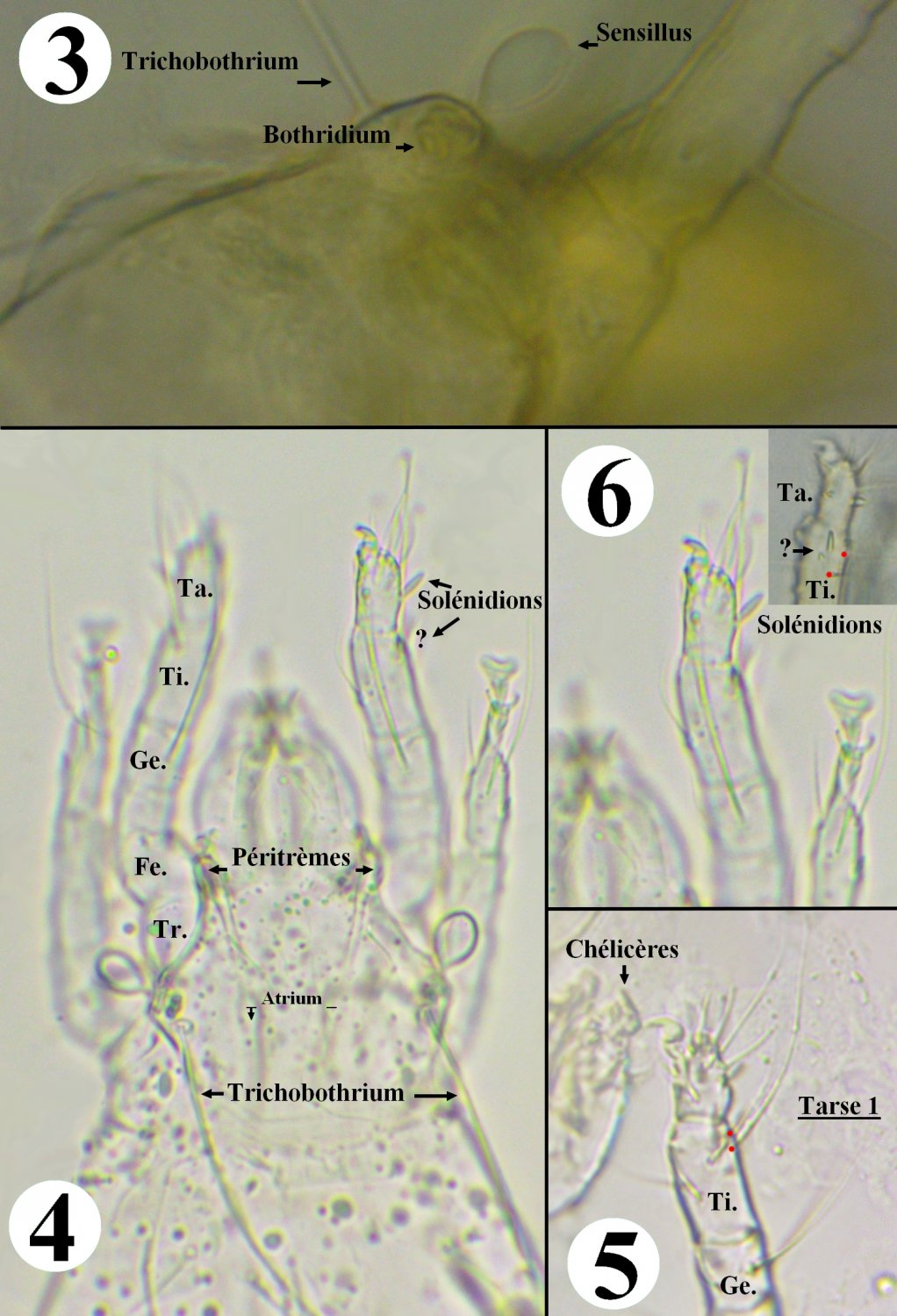 Jean Claude Lutrand - Pyemotes tritici - réf. 248585 (1022 x 1500 pixels, 200 ko)