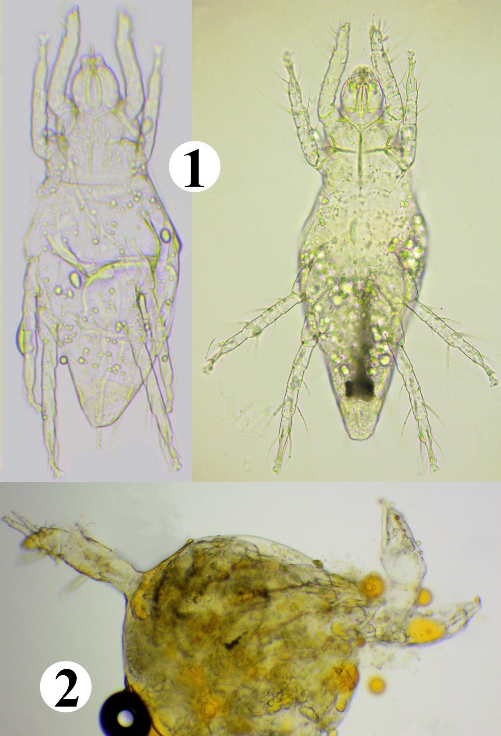 Jean Claude Lutrand - Pyemotes tritici - réf. 248526 (1022 x 1500 pixels, 188 ko)