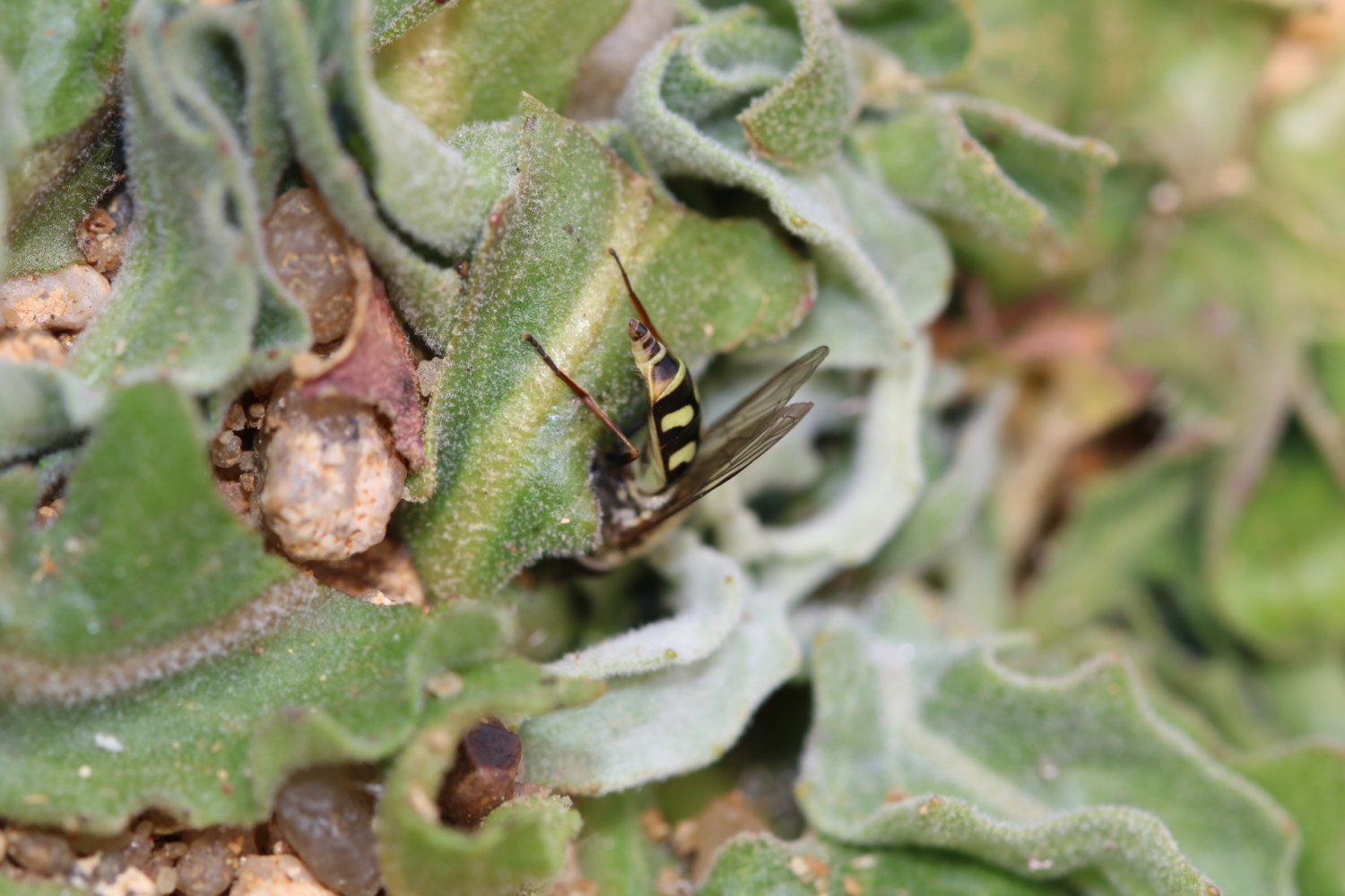 Daniel INGREMEAU - Eupeodes (Eupeodes) luniger - réf. 248474 (1500 x 1000 pixels, 177 ko)