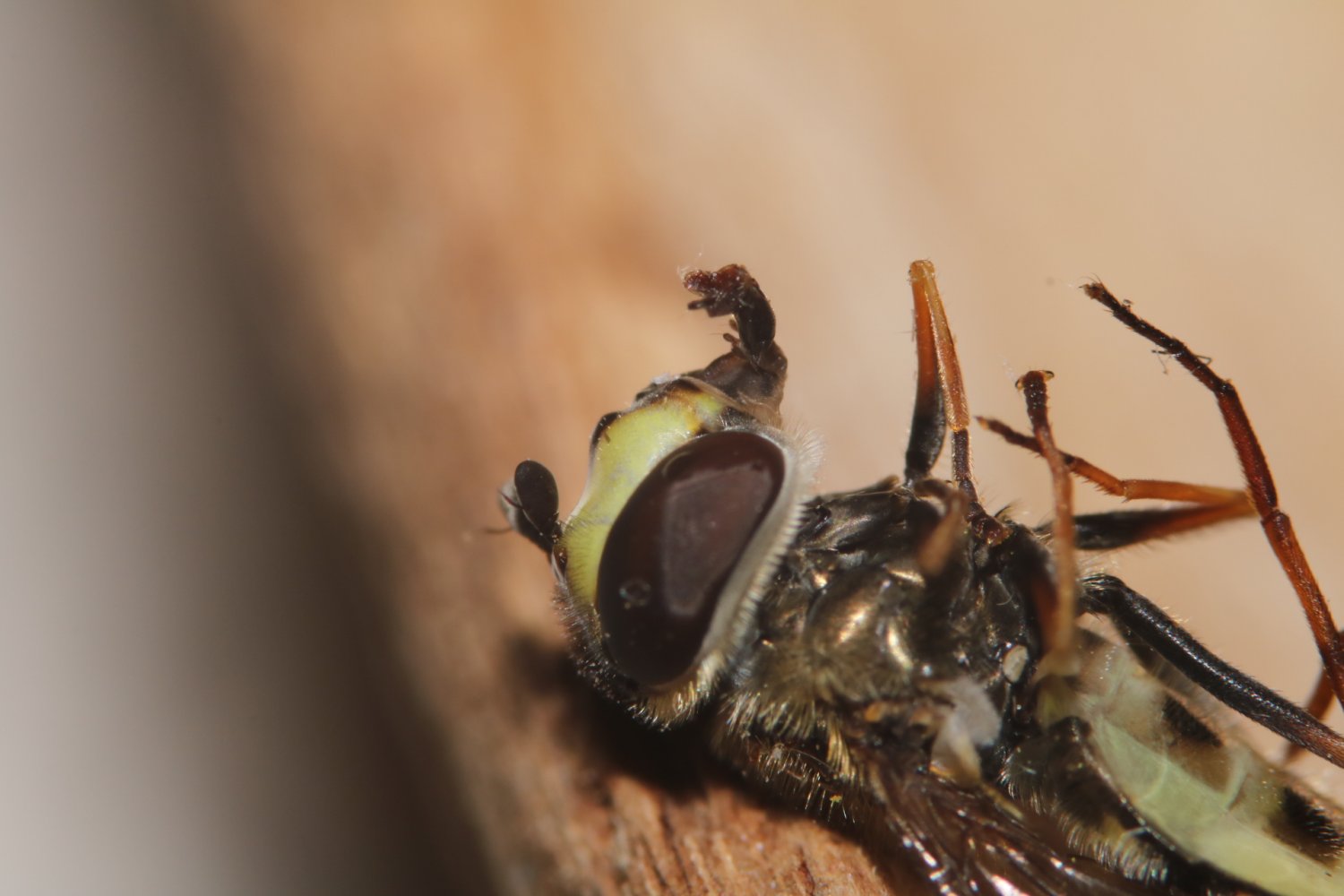 Daniel INGREMEAU - Eupeodes (Eupeodes) luniger - réf. 248471 (1500 x 1000 pixels, 113 ko)