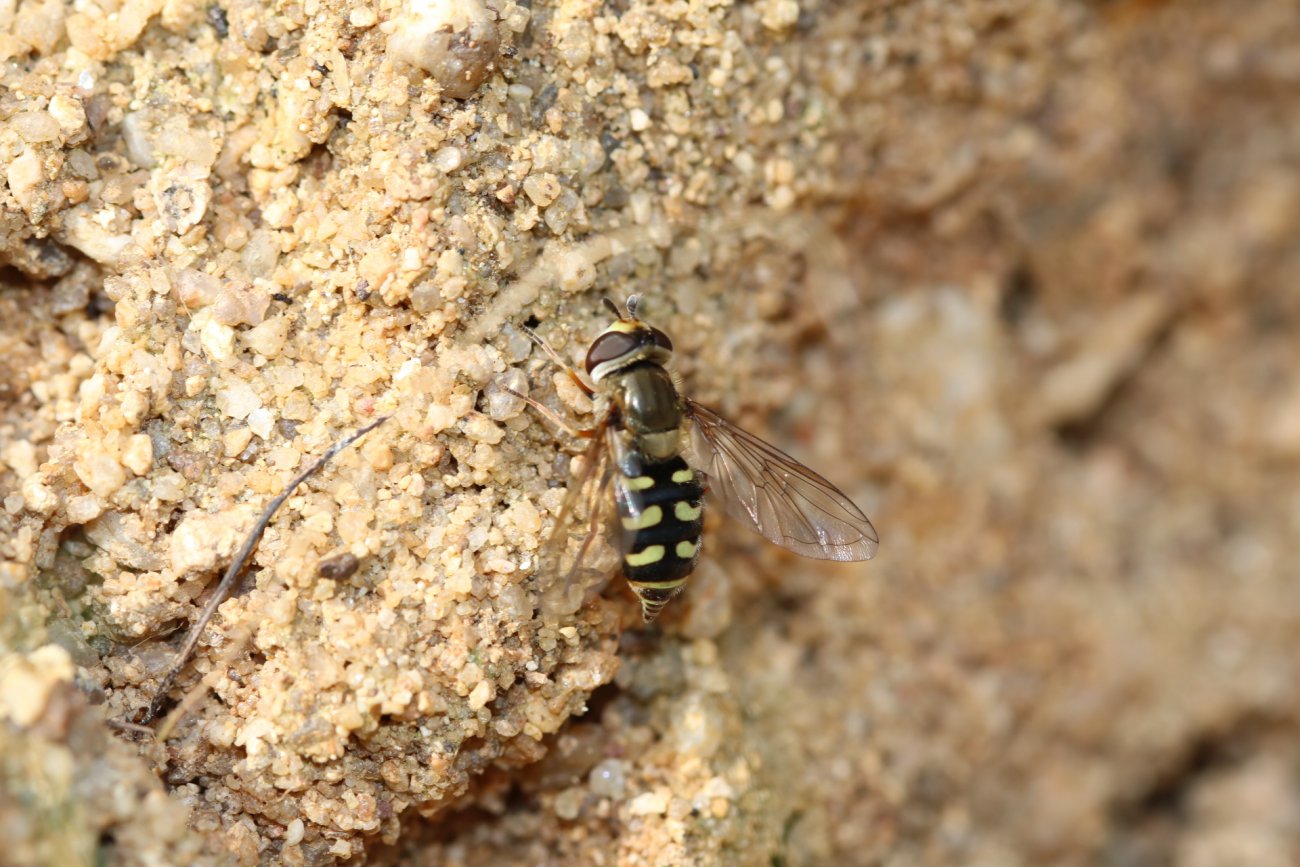 Daniel INGREMEAU - Eupeodes (Eupeodes) luniger - réf. 248470 (1300 x 867 pixels, 206 ko)