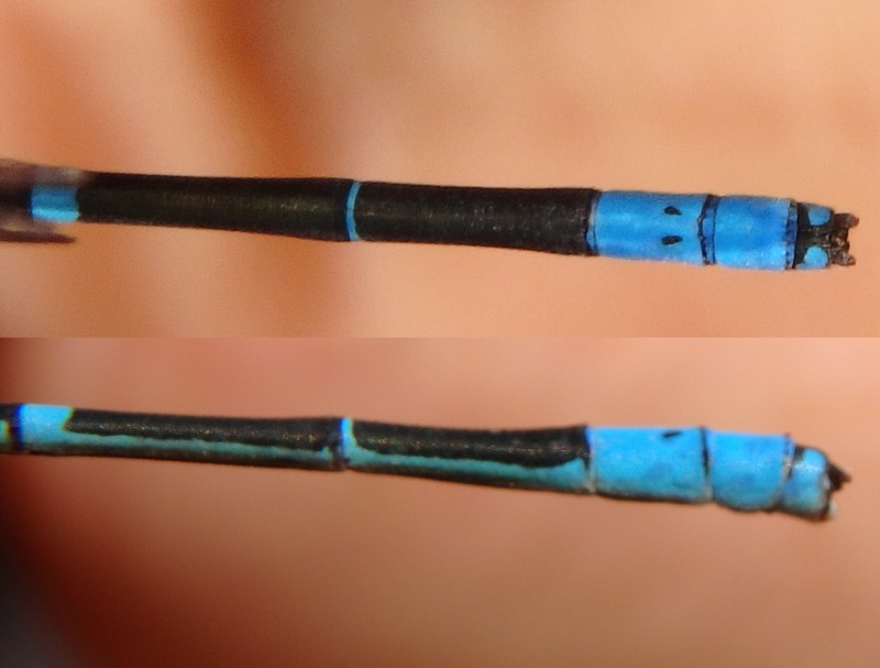 Y.Charbonnier/M.Sannier - Paracercion v-nigrum - réf. 248748 (800 x 607 pixels, 103 ko)