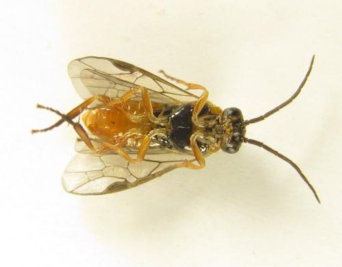 Réf. 249 005 : Euura gracilidentata