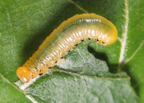 Réf. 249 327 : Pristiphora maesta