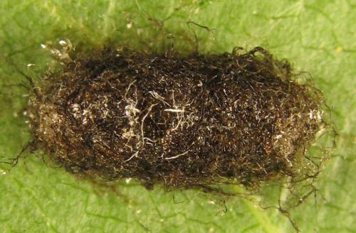 Réf. 249 331 : Pristiphora maesta