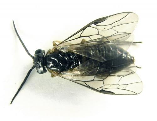 Réf. 249 332 : Pristiphora maesta