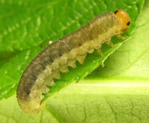 Empria liturata